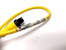 Allen Bradley 889D-M4AC-2 DC Micro Cable Male Straight 4PIN, 12" Lead - Maverick Industrial Sales